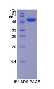 Figure 1. SDS-PAGE
