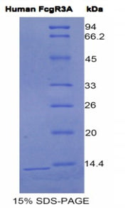 Figure 1. SDS-PAGE
