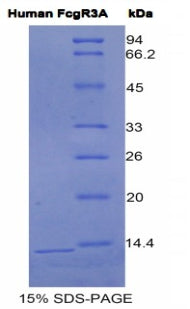 Figure 1. SDS-PAGE