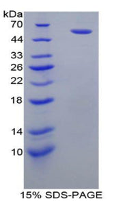 Figure 1. SDS-PAGE