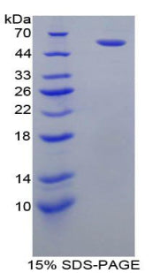 Figure 1. SDS-PAGE