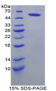 Figure 1. SDS-PAGE