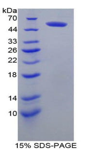 Figure 1. SDS-PAGE