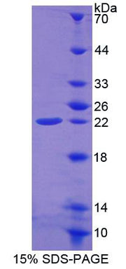 Figure 1. SDS-PAGE