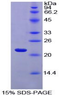 Figure 1. SDS-PAGE