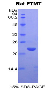 Figure 1. SDS-PAGE