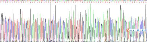 Recombinant Human Ferroportin (FPN)