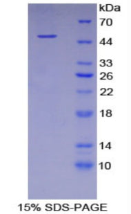 Figure 1. SDS-PAGE