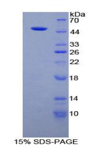 Figure 1. SDS-PAGE
