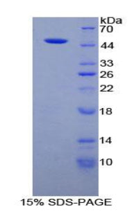 Figure 1. SDS-PAGE