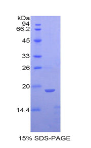 Figure 1. SDS-PAGE