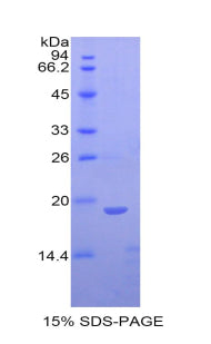 Figure 1. SDS-PAGE