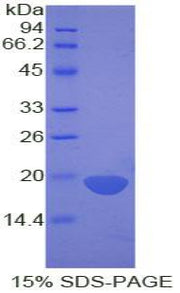 Figure 1. SDS-PAGE