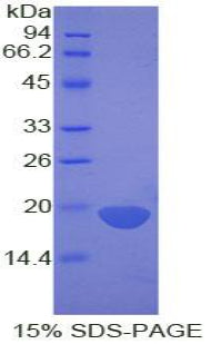Figure 1. SDS-PAGE