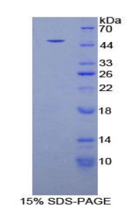 Figure 1. SDS-PAGE