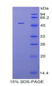 Figure 1. SDS-PAGE