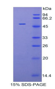 Figure 1. SDS-PAGE
