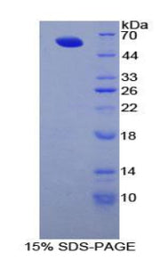 Figure 1. SDS-PAGE