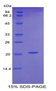 Figure 1. SDS-PAGE