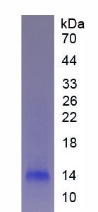 Figure 2. SDS-PAGE