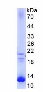 Figure 1. SDS-PAGE