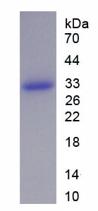 Figure 1. SDS-PAGE