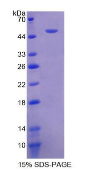 Figure 1. SDS-PAGE
