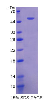 Figure 1. SDS-PAGE