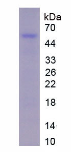 Figure 1. SDS-PAGE