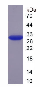 Figure 1. SDS-PAGE