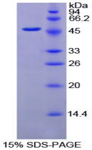 Figure 1. SDS-PAGE