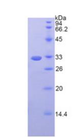 Figure 2. SDS-PAGE