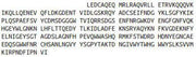 Recombinant Fibrinogen Like Protein 1 (FGL1), RPU41423