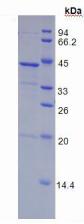 Figure 2. SDS-PAGE