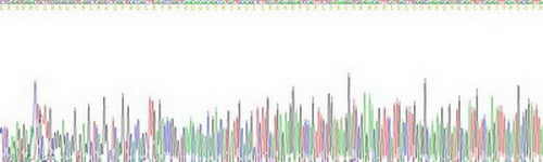 Recombinant Mouse Fibrinogen Like Protein 1 (FGL1)