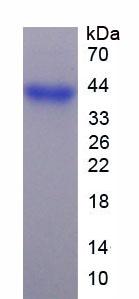 Figure 3. SDS-PAGE
