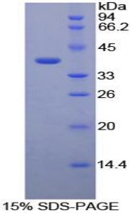 Figure 1. SDS-PAGE