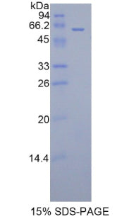 Figure 1. SDS-PAGE