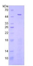 Figure 2. SDS-PAGE