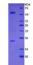 Figure 3. SDS-PAGE