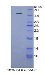 Figure 1. SDS-PAGE