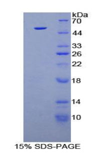 Figure 1. SDS-PAGE
