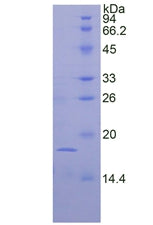 Figure 2. SDS-PAGE