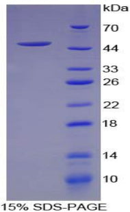 Figure 1. SDS-PAGE