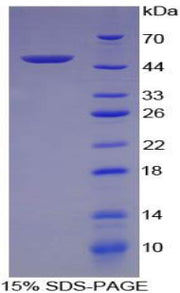Figure 1. SDS-PAGE