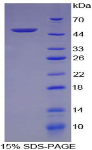 Figure 1. SDS-PAGE