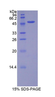 Figure 1. SDS-PAGE