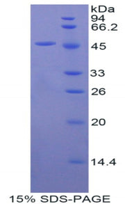 Figure 1. SDS-PAGE
