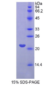 Figure 1. SDS-PAGE