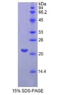 Figure 1. SDS-PAGE